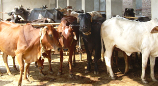 Farmer Support Program (FSP) / Livestock Support Project (LSP)