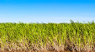 Sugarcane Crop Improvement Program (SCIP)